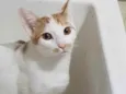 Tom Tom