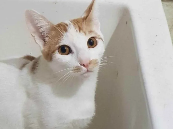 Gato ra a Felino SRD idade 2 a 6 meses nome Tom Tom