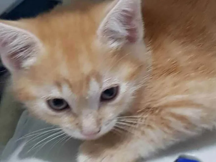 Gato ra a Felino SRD idade 2 a 6 meses nome Garfield