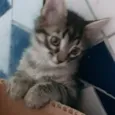 Filhote tigrado M