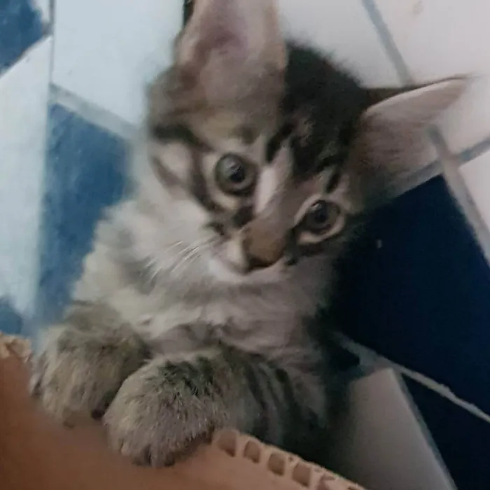 Gato ra a Felino SRD idade Abaixo de 2 meses nome Filhote tigrado M