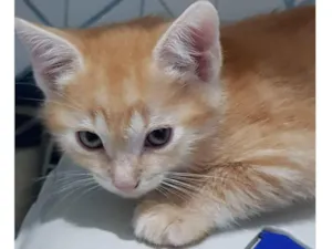 Gato raça Felino SRD idade 2 a 6 meses nome Garfield