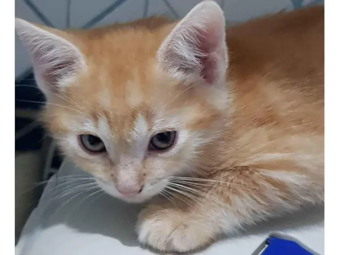 Gato ra a Felino SRD idade 2 a 6 meses nome Garfield