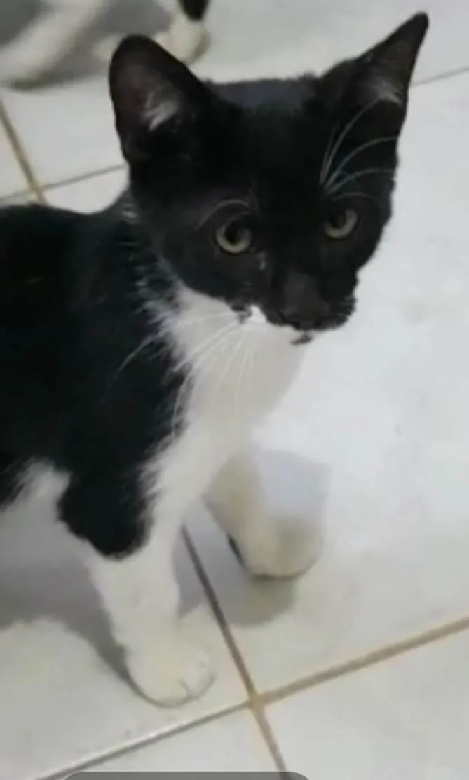 Gato ra a Felino SRD idade 2 a 6 meses nome Fred