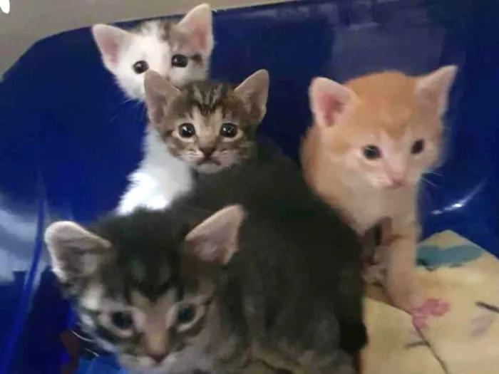 Gato ra a Felino SRD idade Abaixo de 2 meses nome Filhote tigrado M