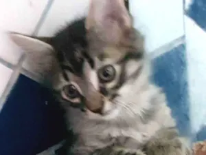Gato raça Felino SRD idade Abaixo de 2 meses nome Filhote tigrado M