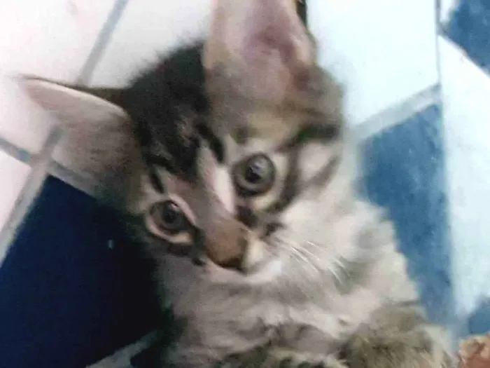 Gato ra a Felino SRD idade Abaixo de 2 meses nome Filhote tigrado M