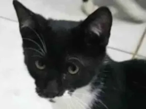 Gato raça Felino SRD idade 2 a 6 meses nome Fred
