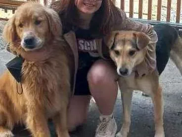 Cachorro ra a Golden retriver, vira-lata idade 5 anos nome Fred e Chico