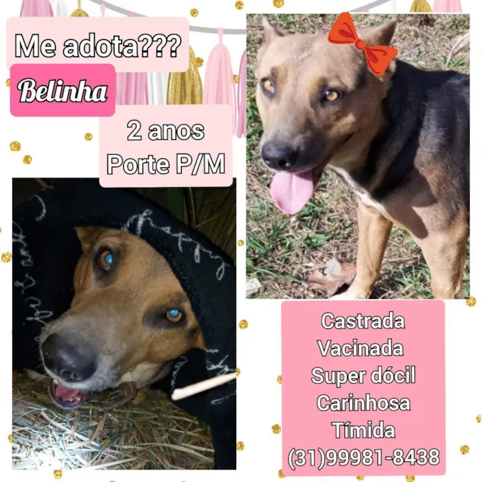 Cachorro raça SRD idade 2 anos nome Belinha 