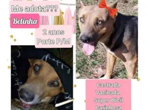 Cachorro raça SRD idade 2 anos nome Belinha 