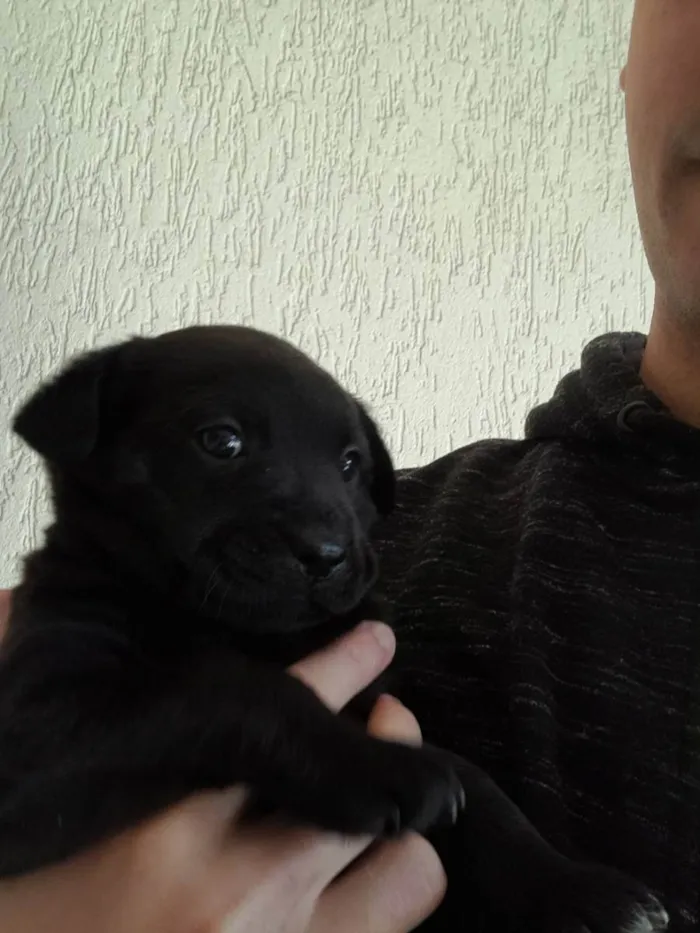 Cachorro raça Vira lata  idade Abaixo de 2 meses nome Floquinho 