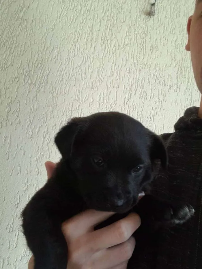 Cachorro raça Vira lata  idade Abaixo de 2 meses nome Floquinho 