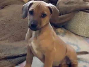 Cachorro raça Srd idade 2 a 6 meses nome Charles