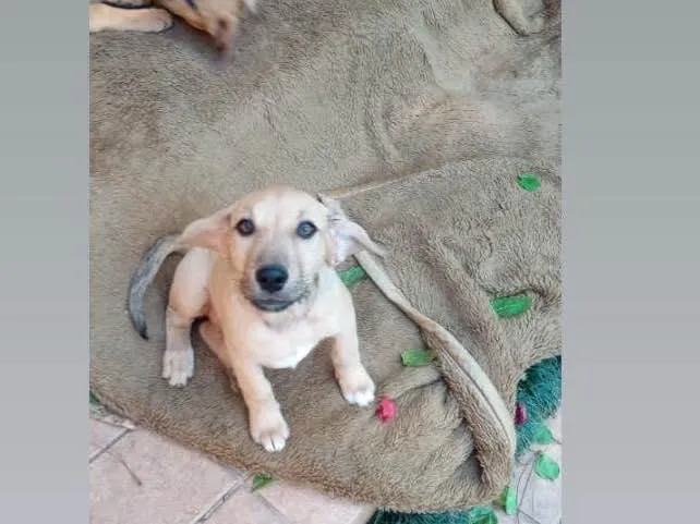 Cachorro raça Srd idade 2 a 6 meses nome Mary