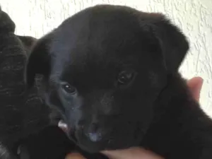 Cachorro raça Vira lata  idade Abaixo de 2 meses nome Floquinho 