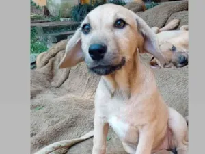 Cachorro raça Srd idade 2 a 6 meses nome Mary