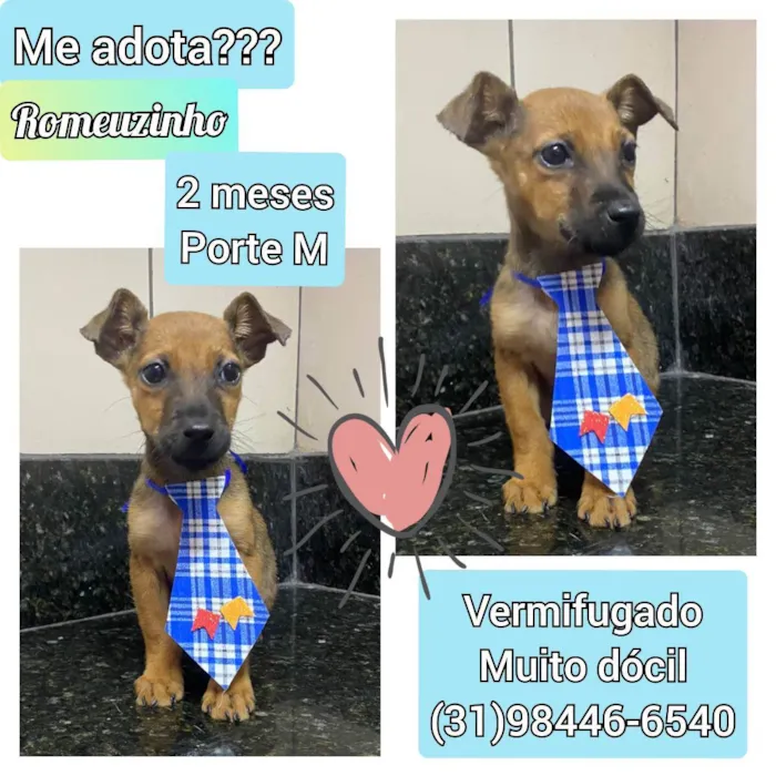 Cachorro raça SRD idade 2 a 6 meses nome Romeuzinho