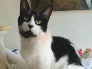 Gato raça Srd idade 2 anos nome Filó 