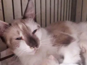 Gato raça SRD idade 1 ano nome GATINHA MÃE
