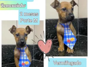 Cachorro raça SRD idade 2 a 6 meses nome Romeuzinho