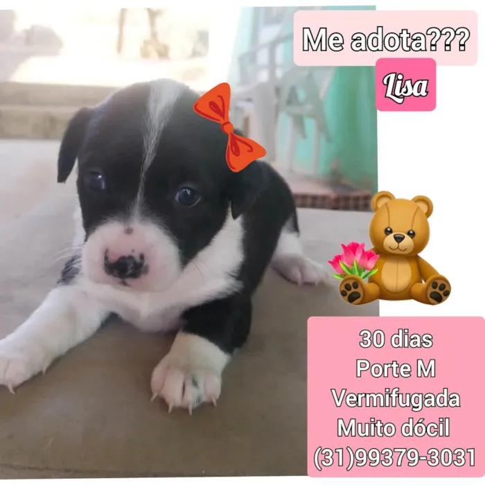 Cachorro raça SRD idade Abaixo de 2 meses nome Lisa