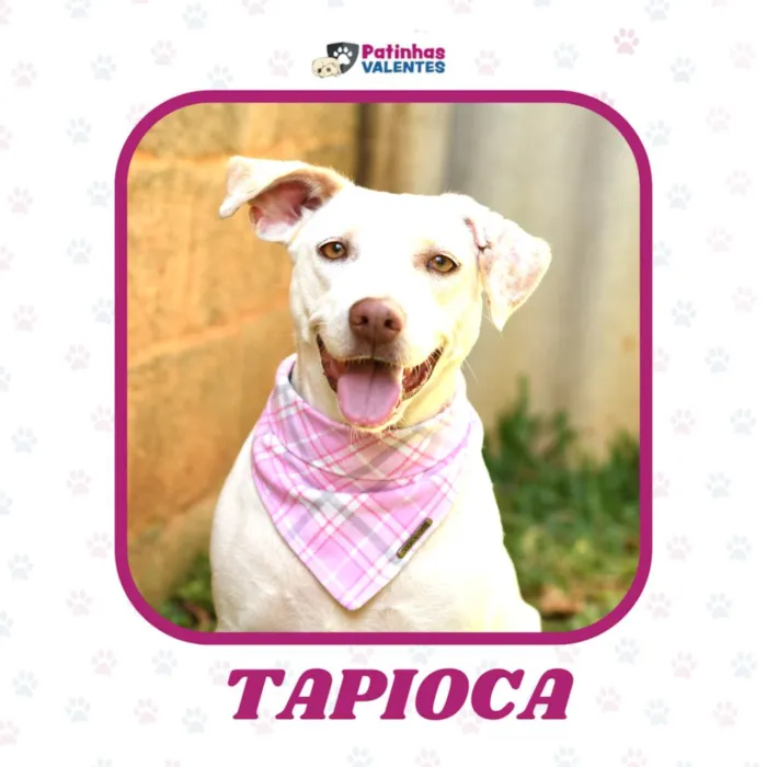 Cachorro ra a SRD (Sem Raça Definida) idade 2 anos nome Tapioca