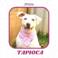 Tapioca