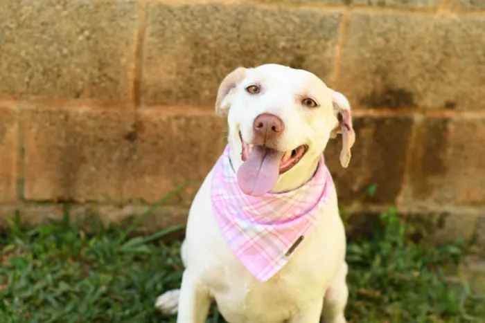 Cachorro ra a SRD (Sem Raça Definida) idade 2 anos nome Tapioca