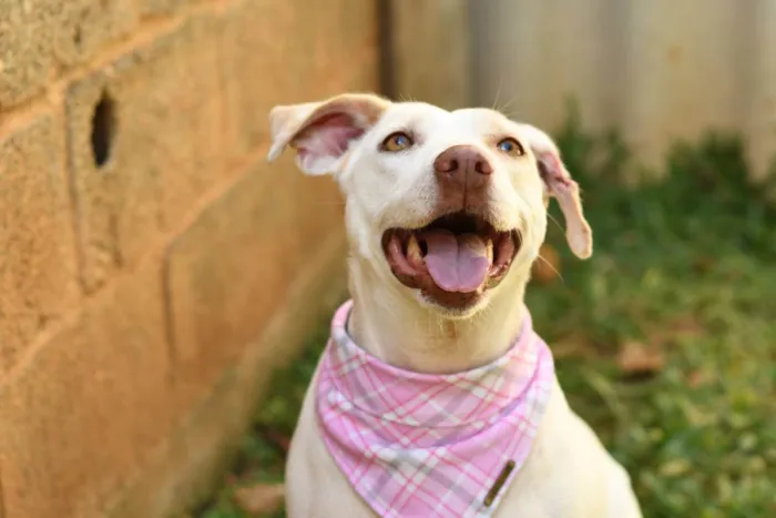 Cachorro ra a SRD (Sem Raça Definida) idade 2 anos nome Tapioca
