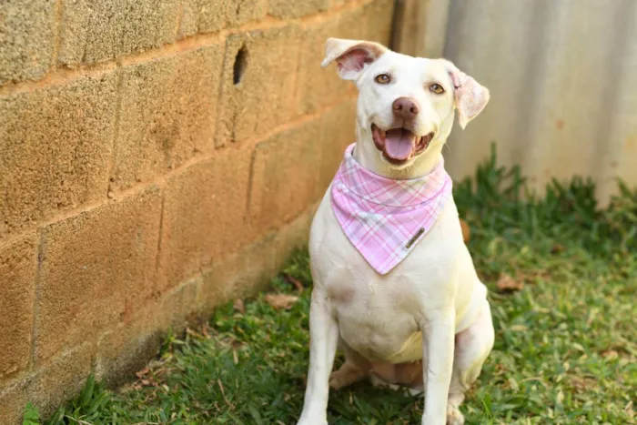 Cachorro ra a SRD (Sem Raça Definida) idade 2 anos nome Tapioca