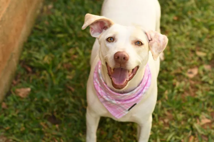 Cachorro ra a SRD (Sem Raça Definida) idade 2 anos nome Tapioca