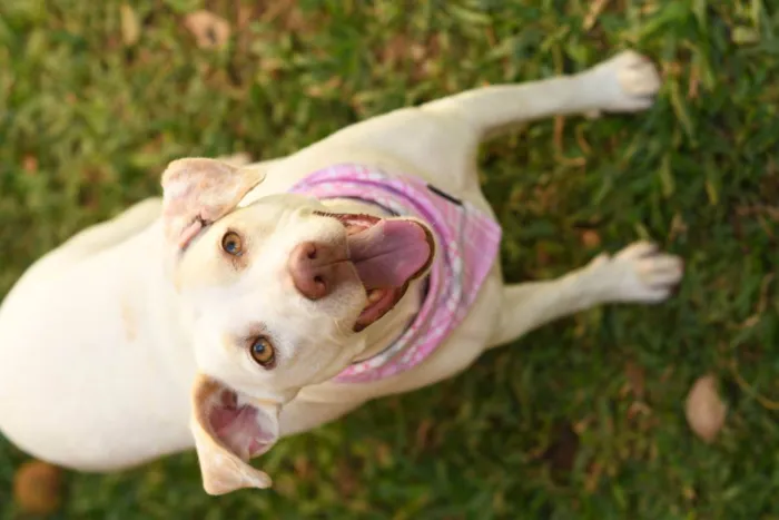 Cachorro ra a SRD (Sem Raça Definida) idade 2 anos nome Tapioca
