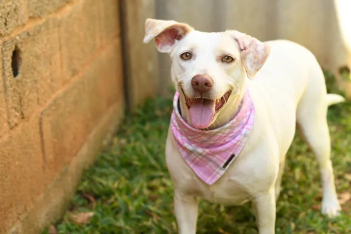 Cachorro ra a SRD (Sem Raça Definida) idade 2 anos nome Tapioca