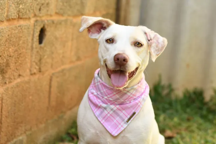 Cachorro ra a SRD (Sem Raça Definida) idade 2 anos nome Tapioca