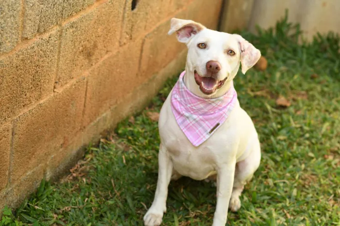 Cachorro ra a SRD (Sem Raça Definida) idade 2 anos nome Tapioca
