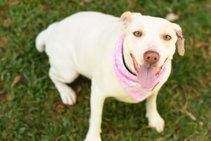 Cachorro ra a SRD (Sem Raça Definida) idade 2 anos nome Tapioca