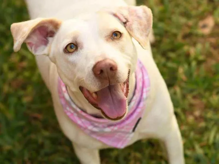 Cachorro ra a SRD (Sem Raça Definida) idade 2 anos nome Tapioca
