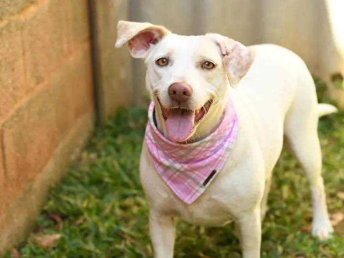 Cachorro ra a SRD (Sem Raça Definida) idade 2 anos nome Tapioca
