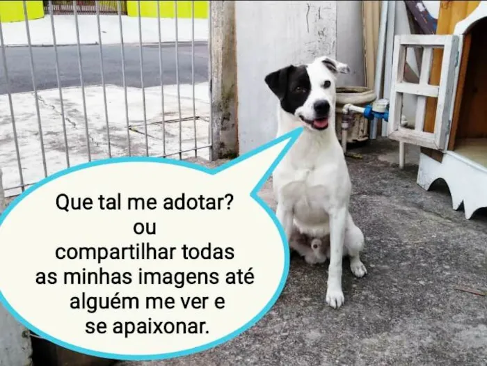 Cachorro ra a Sem raça  idade 2 anos nome Pirata