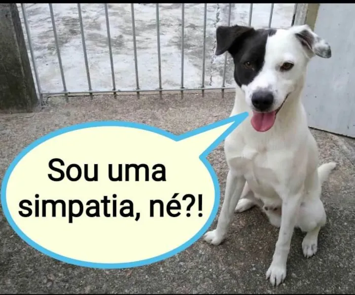 Cachorro ra a Sem raça  idade 2 anos nome Pirata