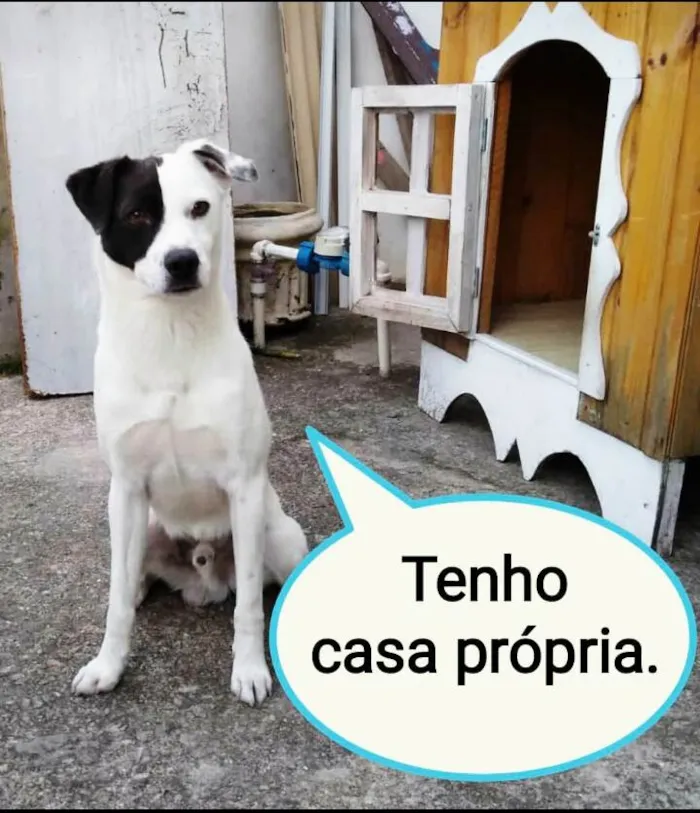 Cachorro ra a Sem raça  idade 2 anos nome Pirata