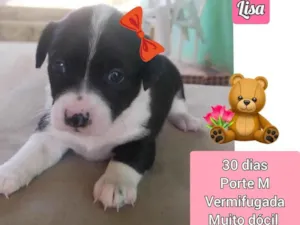 Cachorro raça SRD idade Abaixo de 2 meses nome Lisa