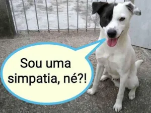 Cachorro raça Sem raça  idade 2 anos nome Pirata