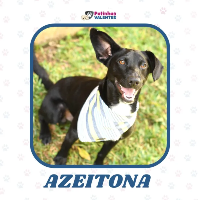 Cachorro ra a SRD (Sem Raça Definida) idade 1 ano nome Azeitona