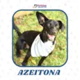 Azeitona