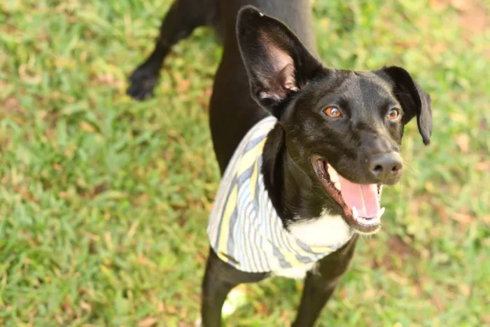 Cachorro ra a SRD (Sem Raça Definida) idade 1 ano nome Azeitona
