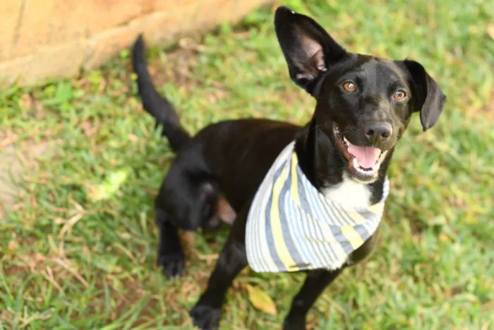 Cachorro ra a SRD (Sem Raça Definida) idade 1 ano nome Azeitona