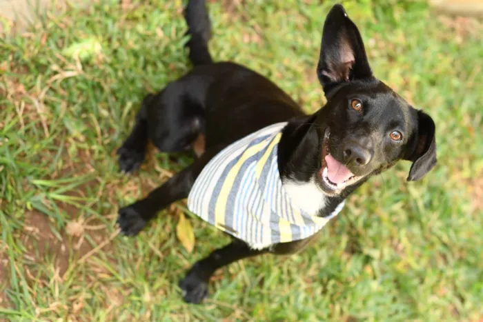 Cachorro ra a SRD (Sem Raça Definida) idade 1 ano nome Azeitona
