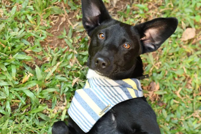 Cachorro ra a SRD (Sem Raça Definida) idade 1 ano nome Azeitona